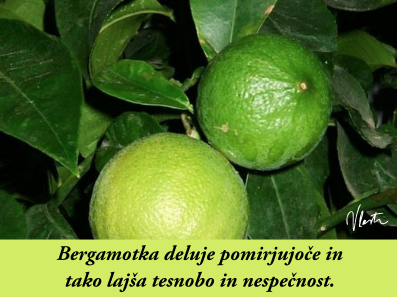 tesnoba naravna zdravila bergamotka