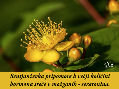 tesnoba naravna zdravila šentjanževka