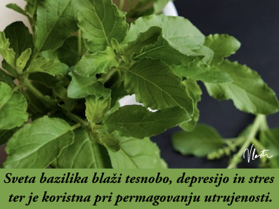 tesnoba naravna zdravila sveta bazilika