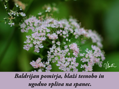 tesnoba naravno zdravilo baldrijan