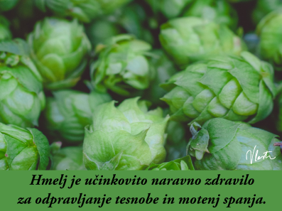 tesnoba naravna zdravila hmelj