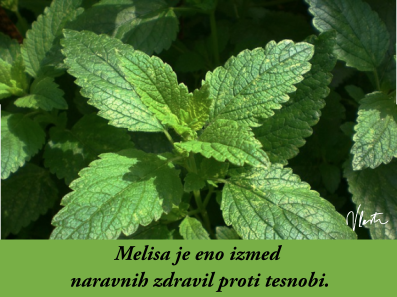 tesnoba naravna zdravila melisa